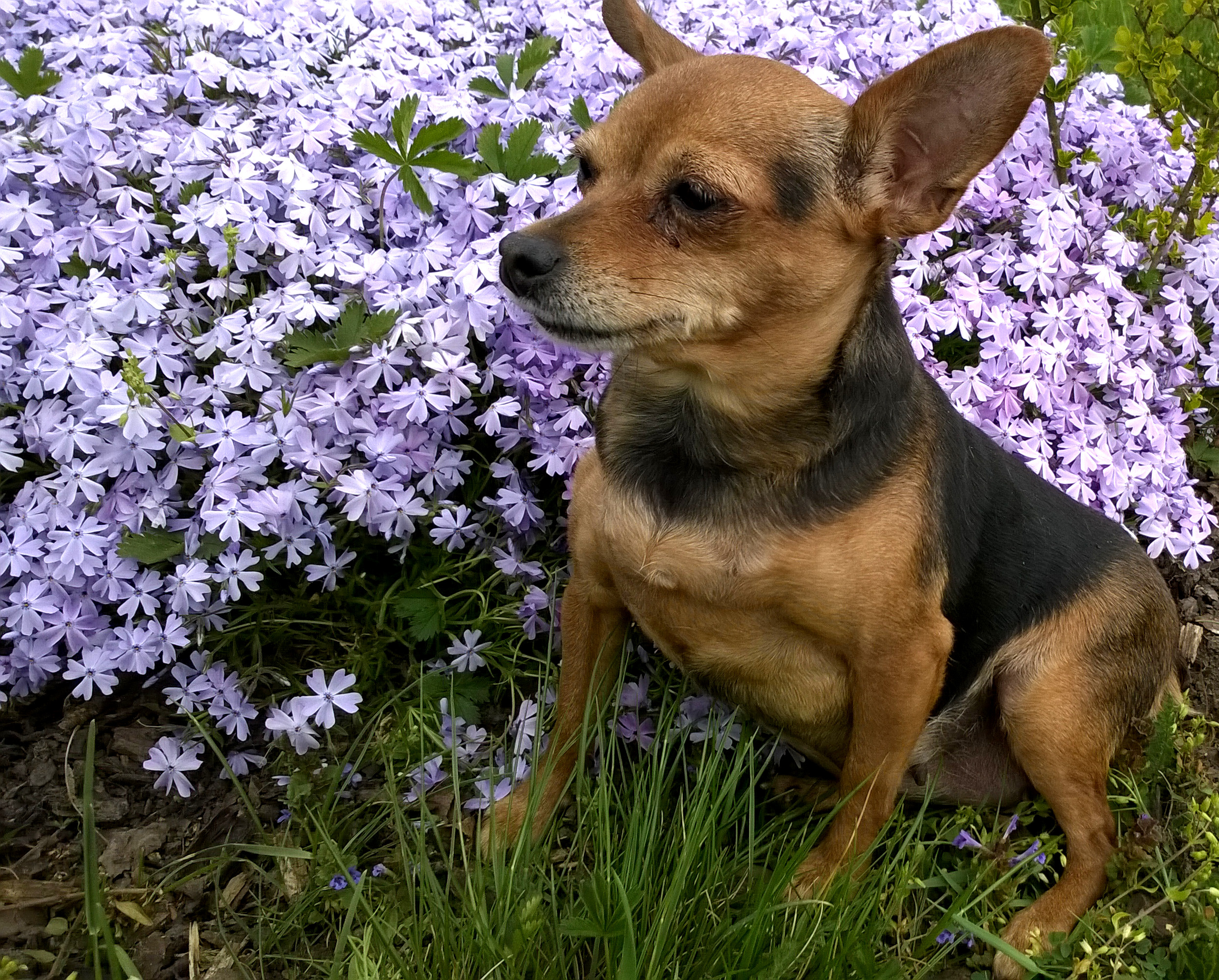 Zuzka(mamča Debie)
