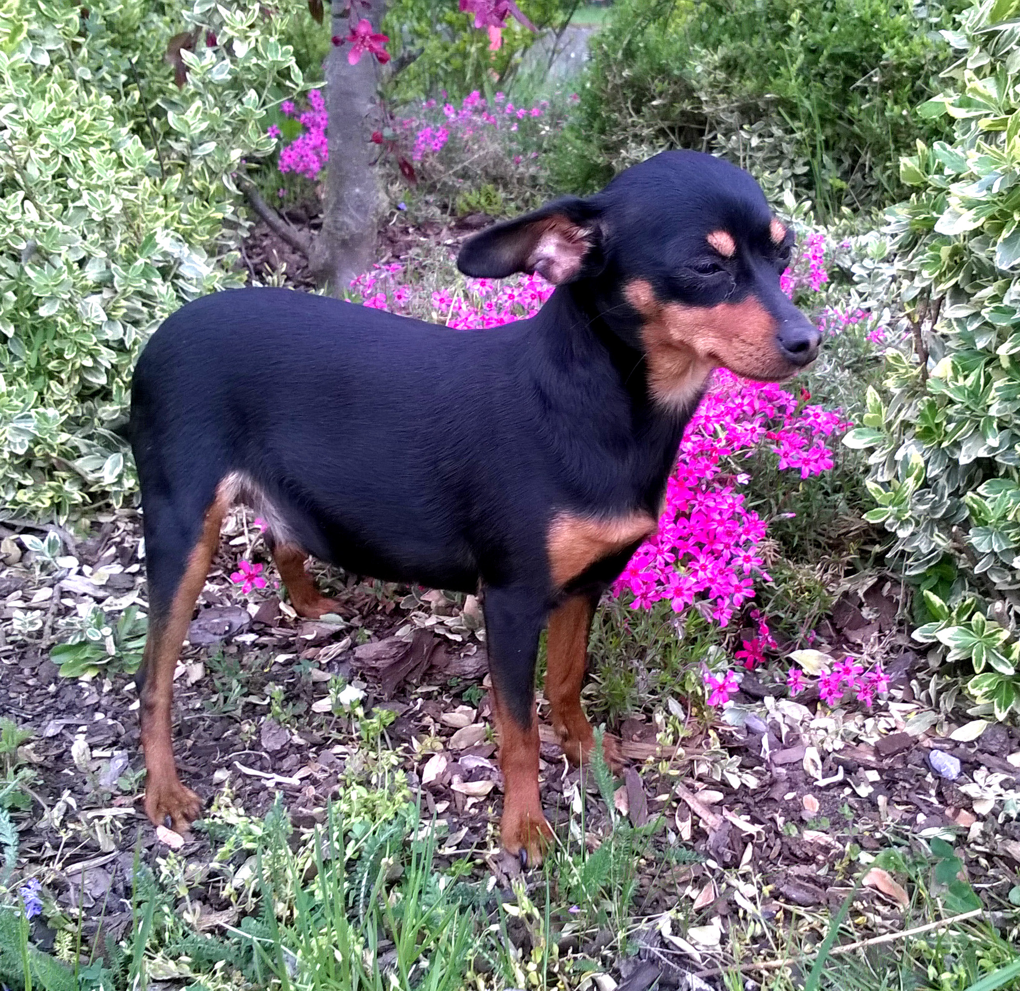 Debie