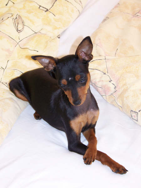 TOBI