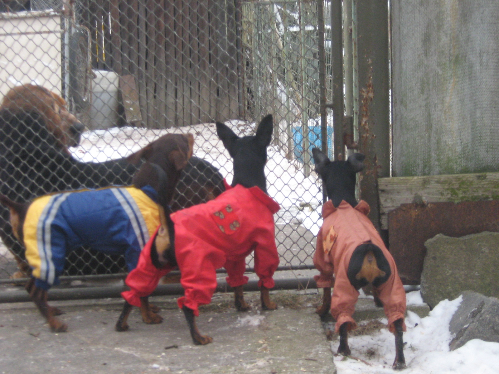 zleva- Ďabík,Kačenka a Barunka