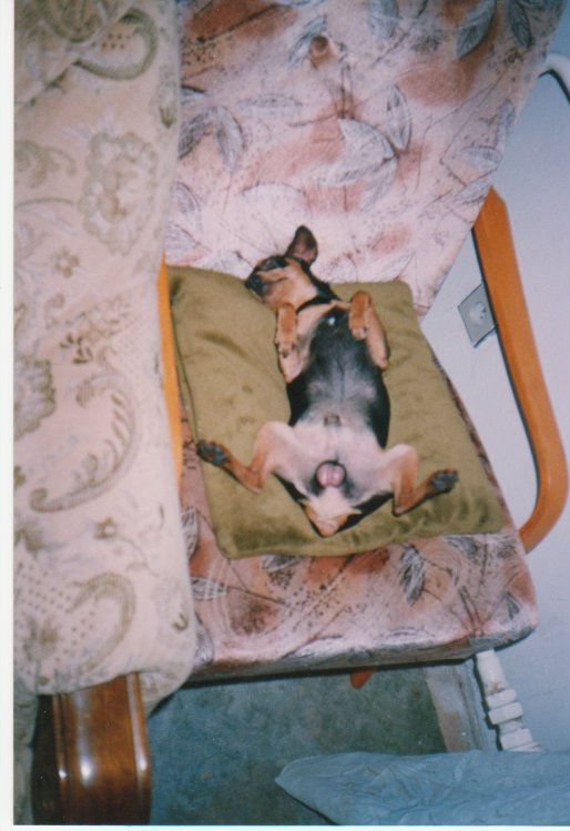 1994 Ďabíček